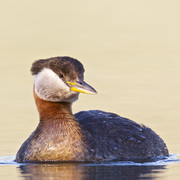 Adult breeding plumage