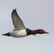 Male in flight. Male in flight.
