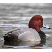 Male. Note: short blue bill and gray body. Male. Note: short blue bill and gray body.
