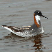 Female breeding plumage Female breeding plumage