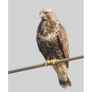 Adult (light morph). Note: pale head and breast with dark belly, and tailtips that reach end of tail. Adult (light morph). Note: pale head and breast with dark belly, and tailtips that reach end of tail.