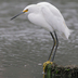 Adult. Note: yellow lores and yellow feet. Adult. Note: yellow lores and yellow feet.