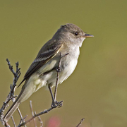 Note: little/no eye ring, contrasting white throat, and all pale lower mandible. Note: little/no eye ring, contrasting white throat, and all pale lower mandible.