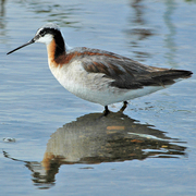 Breeding plumage female. Breeding plumage female.